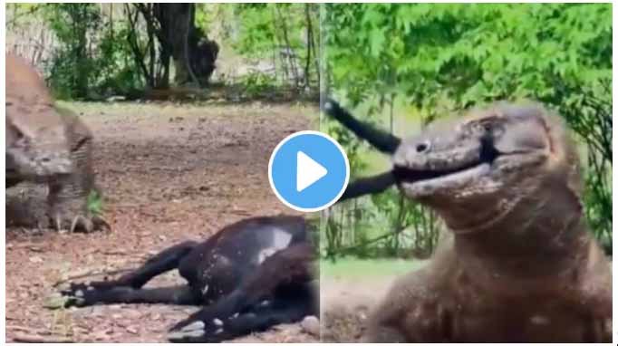 komodo dragon swallows goat jungle viral video